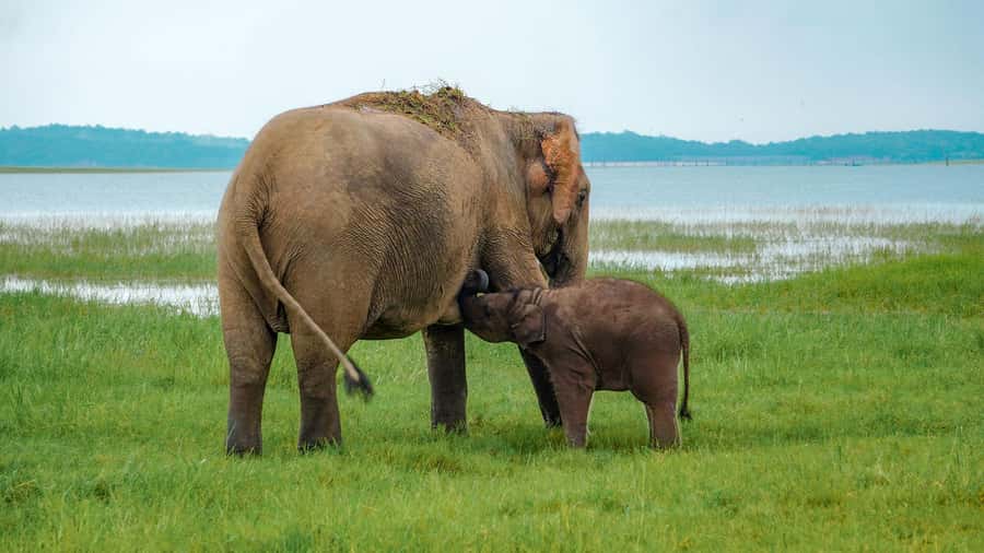 Minneriya: Minneriya National Park Private Evening Safari - The Half-Day Plan, Starting With Pickup in Dambulla, Sigiriya, or Habarana