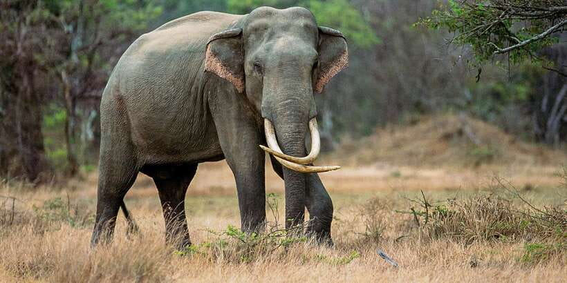 Minneriya: Minneriya National Park Private Safari - Why Minneriya is the elephant spectacle people talk about