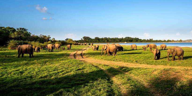Minneriya: Minneriya National Park Private Safari - How the 3 hours usually play out inside Minneriya