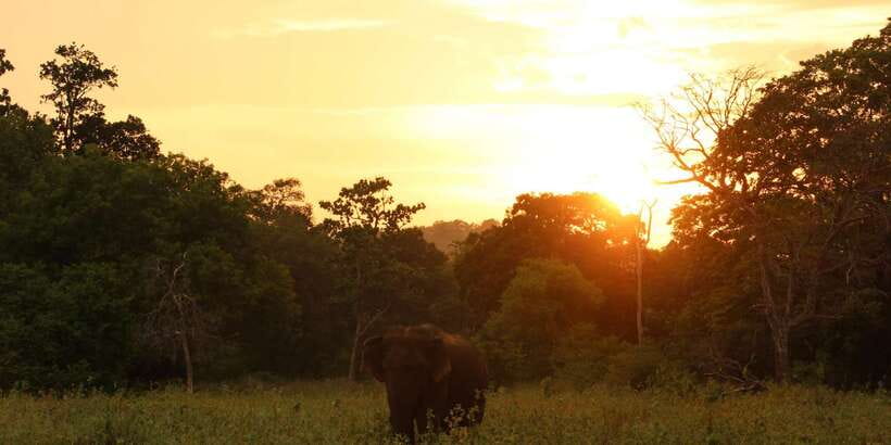 Minneriya: Minneriya National Park Private Safari - What to look for beyond elephants, without getting lost