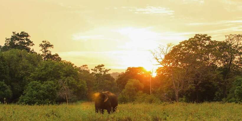 Minneriya: Minneriya National Park Private Safari - When Minneriya is quieter: the smart option is switching to Kaudulla