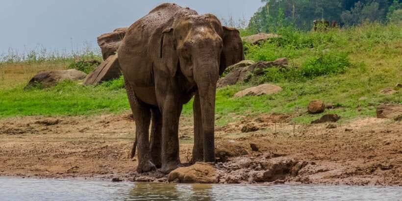 Minneriya: Minneriya National Park Private Safari - Price and value: what you really pay for this private safari