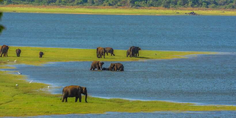 Minneriya: Minneriya National Park Private Safari - Packing checklist: the small items that make a big difference