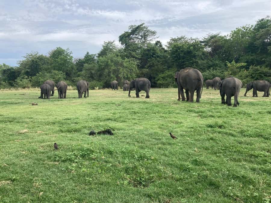 Minneriya National Park 4x4 jeep Safari Include Entrance Fee - Guide quality, English support, and how to get the most out of it