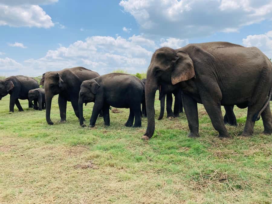 Minneriya National Park 4x4 jeep Safari Include Entrance Fee - Minneriya National Park and why the elephant gathering is the headline