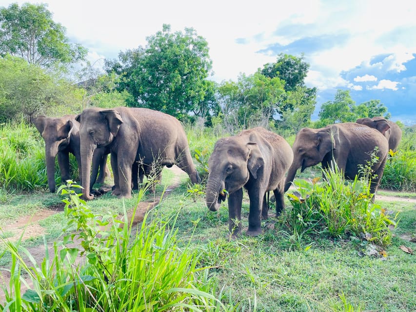 Minneriya National Park 4x4 jeep Safari Include Entrance Fee - The safari route inside the park: habitats, pacing, and elephant chances