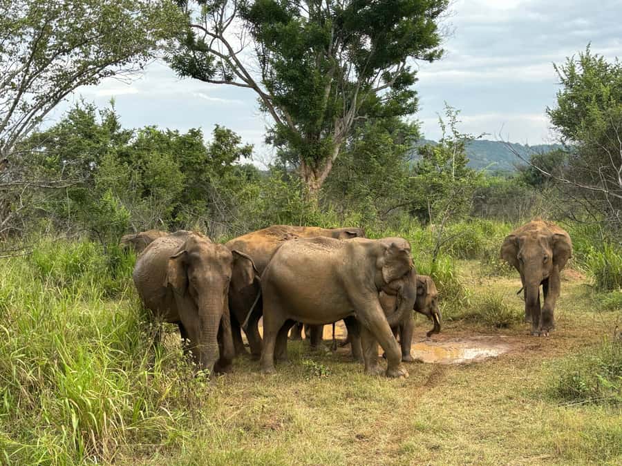 Minneriya National Park 4x4 jeep Safari Include Entrance Fee - Photography and observation stops, done the practical way