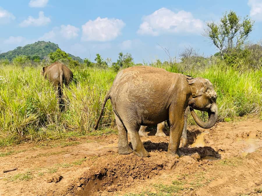 Minneriya National Park 4x4 jeep Safari Include Entrance Fee - Wildlife rules that keep the experience ethical and safe