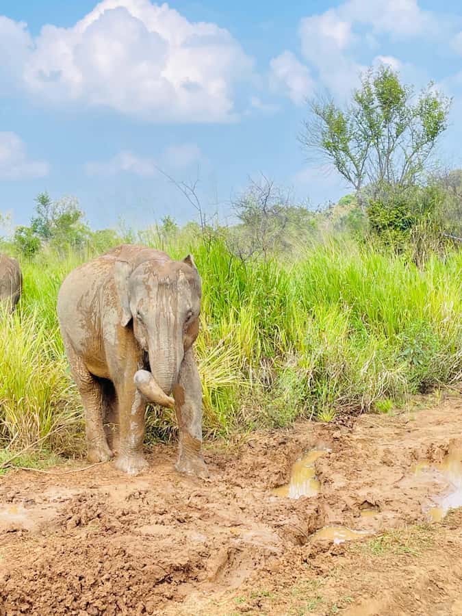 Minneriya National Park 4x4 jeep Safari Include Entrance Fee - The $120 price and what you are actually getting