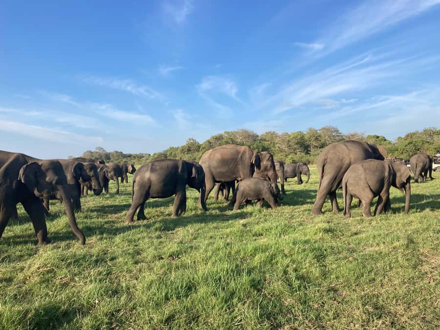 Minneriya National Park 4x4 jeep Safari Include Entrance Fee - What to expect with timing: morning vs afternoon