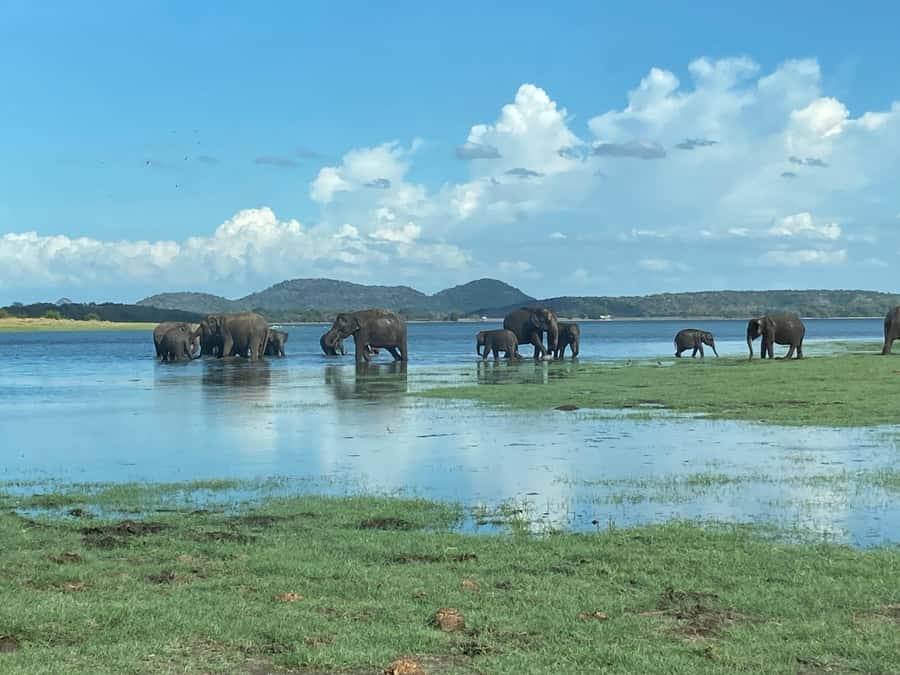 Minneriya National Park 4x4 jeep Safari Include Entrance Fee - Your private 4x4 jeep, and what open-top actually changes