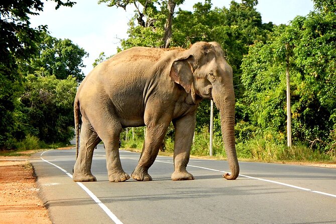 Minneriya National Park Elephant Safari - Key Highlights You Will Actually Care About