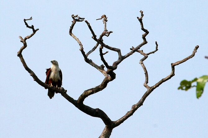 Minneriya National Park Elephant Safari - How The Minneriya Safari Fits Into Your Sigiriya Day