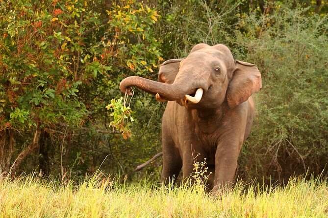 Minneriya National Park Elephant Safari - Animal Chances Beyond Elephants, Plus the Birds and Crocs Angle