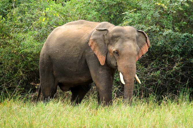 Minneriya National Park Elephant Safari - Price and Value: What $54.99 Per Group Really Means