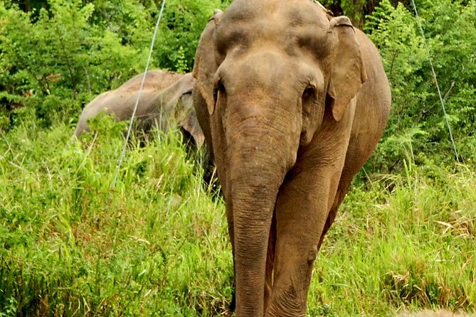 Minneriya National Park Elephant Safari - Where the Day Starts: Meeting Point and Getting Your Ticket Into Action