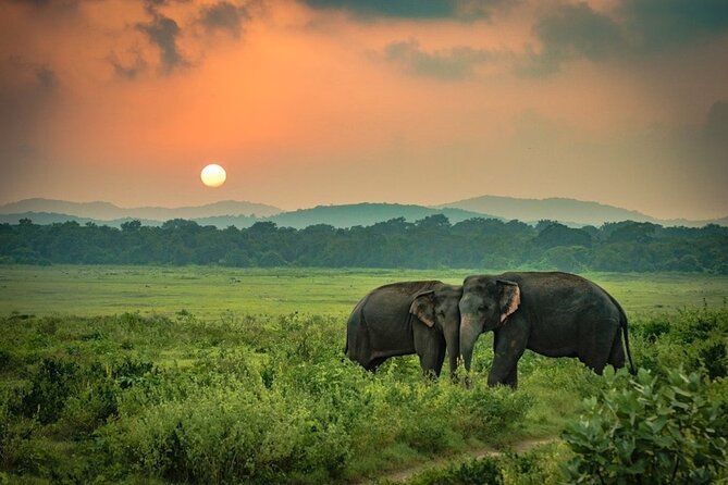 Minneriya National Park Elephant Safari from Sigiriya - Key highlights you should care about