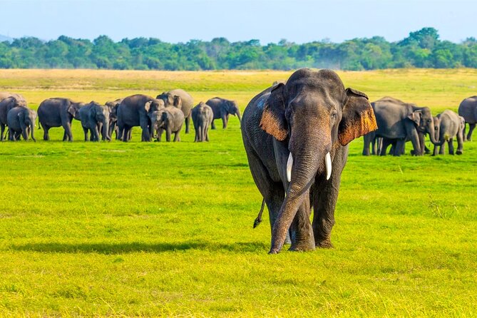 Minneriya National Park Elephant Safari from Sigiriya - Why Minneriya from Sigiriya feels like the right base