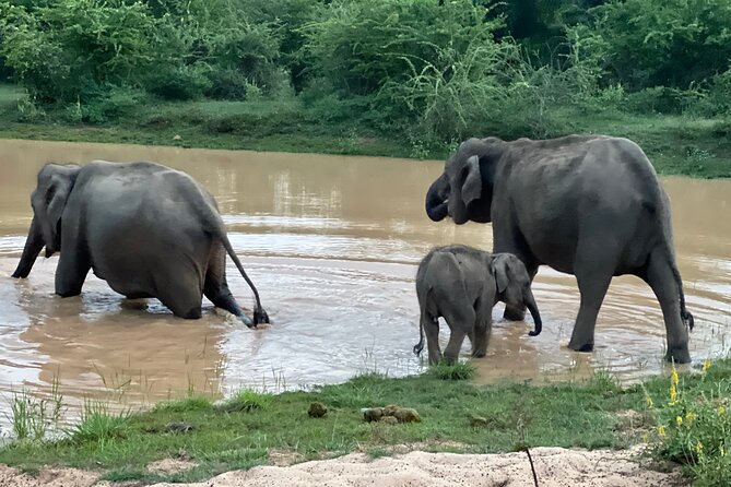 Minneriya National Park Elephant Safari from Sigiriya - Price and value: what you pay up front, and what you pay at the gates