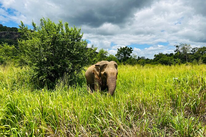 Minneriya National Park Elephant Safari from Sigiriya - Comfort, group style, and the real “who is it for” question