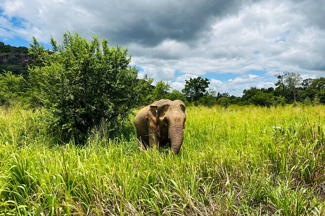 Minneriya National Park Elephant Safari Tour - Key Things That Make This Safari Worth It