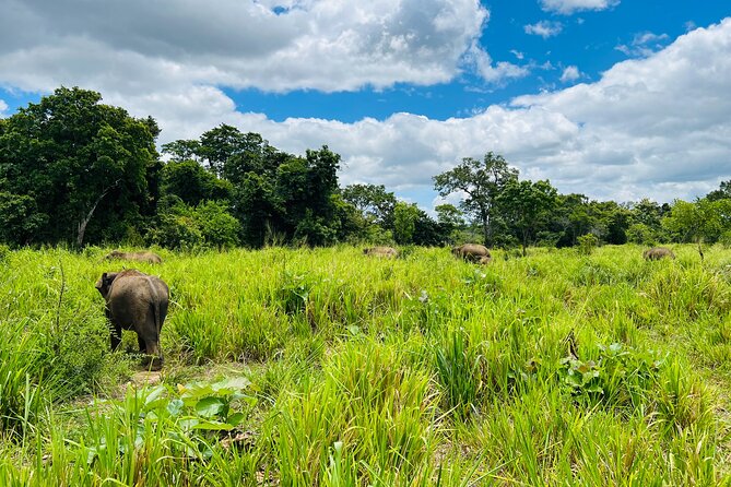 Minneriya National Park Elephant Safari Tour - Minneriya National Park, Elephant Gathering by the Ancient Tank