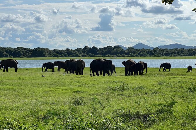 Minneriya National Park Elephant Safari Tour - Private Jeep Safari Plus a Good Guide, What That Really Gives You