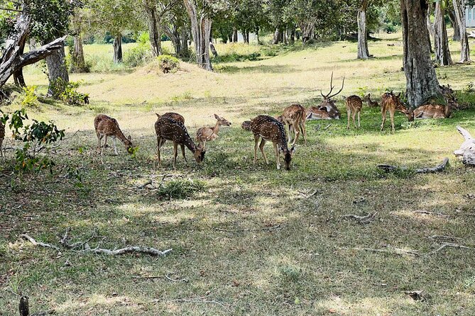 Minneriya National Park Elephant Safari Tour - Price and Entrance Fees, Getting Real Value for Your Money
