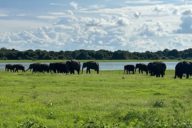 Minneriya National Park Elephant Safari Tour - Timing, Group Size, and How to Plan Your Day Around It