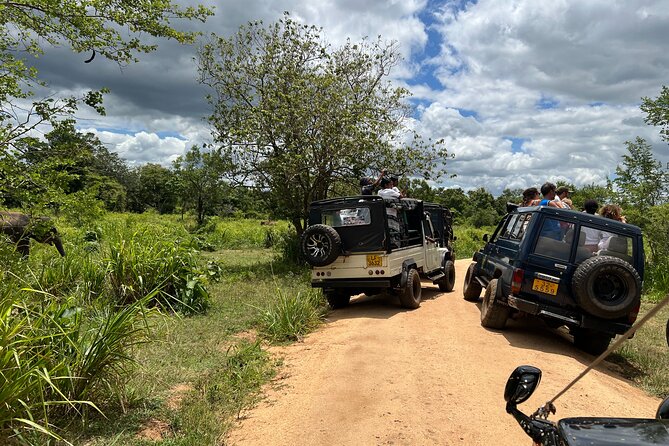 Minneriya National Park Elephant Safari Tour - Hurulu Eco Park, Jungle-Style Wildlife Encounters