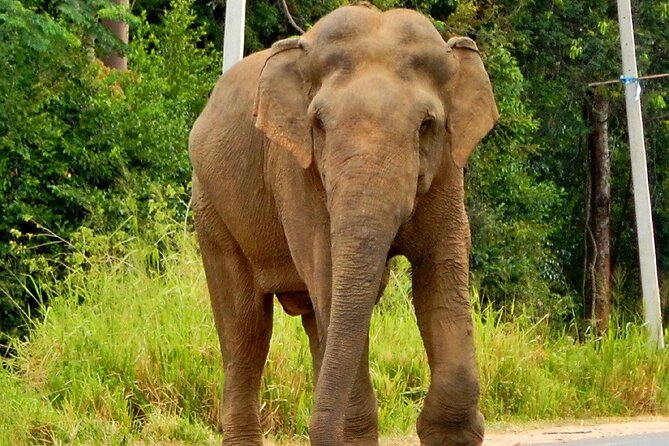 Minneriya National Park Elephant Safari - Pickup, Luxury Vehicle Comfort, and Your Private Safari Bubble