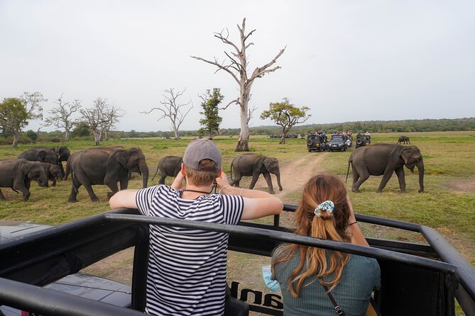 Minneriya National Park Half Day Elephant Safari - The Drive: Pickup From Dambulla, Sigiriya, or Habarana