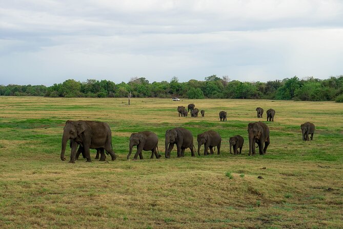 Minneriya National Park Half Day Elephant Safari - Spotting Elephants in Real Conditions, Not in a Postcard