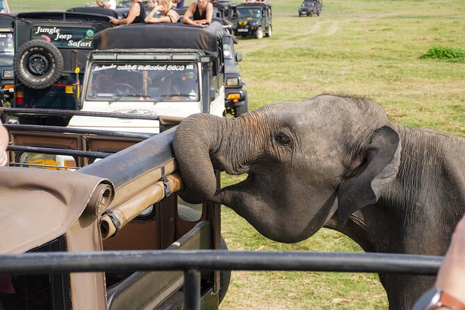 Minneriya National Park Half Day Elephant Safari - Who This Safari Suits Best