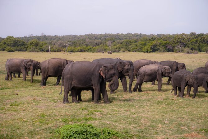 Minneriya National Park Half Day Elephant Safari - Inside the Park: How the Safari Time Actually Works