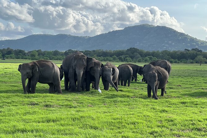 Minneriya National Park halfday Safari - Quick key points before you book