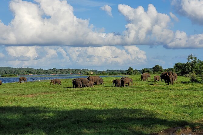 Minneriya National Park halfday Safari - Minneriya vs Kaudulla from Sigiriya, and why your time of day matters