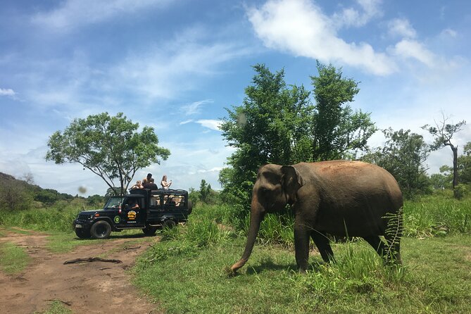 Minneriya National Park halfday Safari - How guides like Kumara, Kurama, and Vijith can make or break the experience