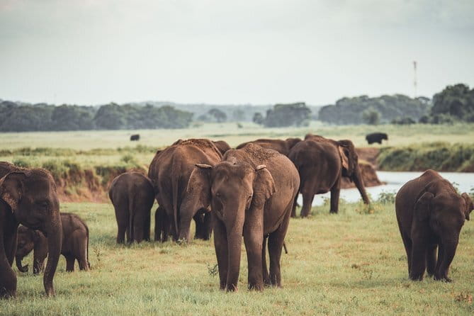 Minneriya National Park | Private Safari - Key highlights to know before you go
