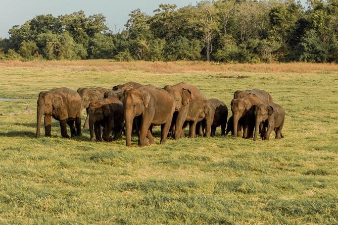 Minneriya National Park | Private Safari - Minneriya’s elephant rhythm, and why the dry season wins