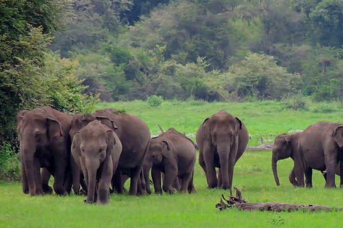 Minneriya National Park | Private Safari - Inside Minneriya: varied habitats, varied wildlife