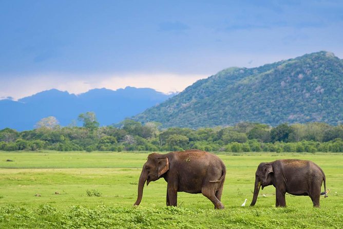 Minneriya National Park | Private Safari - Who should book this private Minneriya safari
