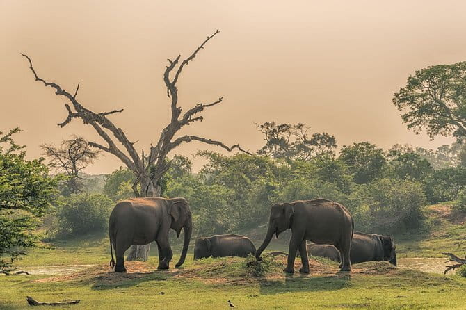 Minneriya National Park : Private Safari - The evening safari timing, 2:30 pm to 5:30 pm