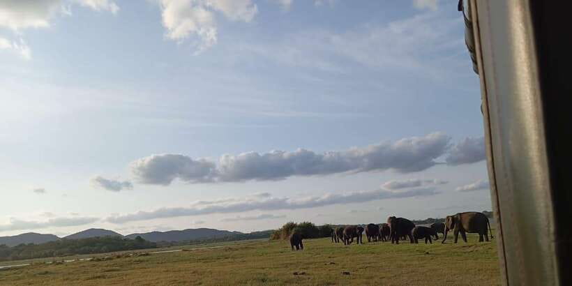 Minneriya National Park Safari - Entrance Fee Included - Key Points at a Glance