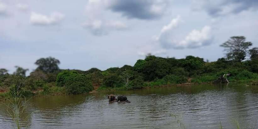 Minneriya National Park Safari - Entrance Fee Included - Who This Minneriya Safari Suits Best