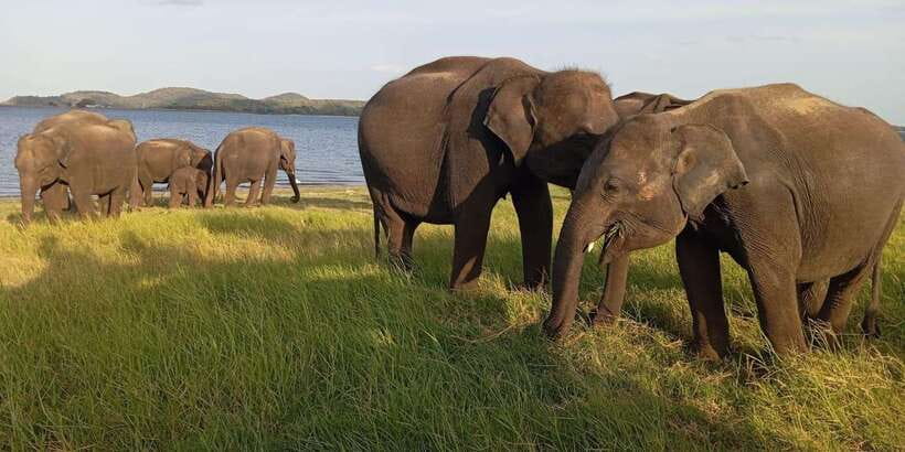 Minneriya National Park Safari - Entrance Fee Included - Your 3.5 Hours of Game Drive Inside Minneriya
