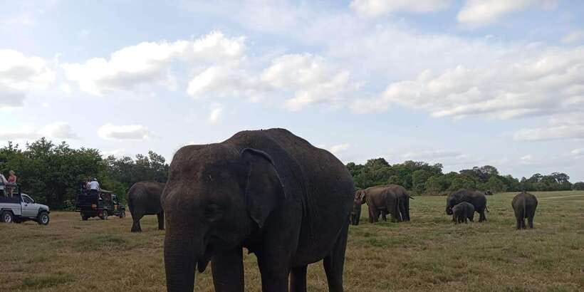 Minneriya National Park Safari - Entrance Fee Included - Elephant Gathering at Minneriya Tank: How Sightings Tend to Happen