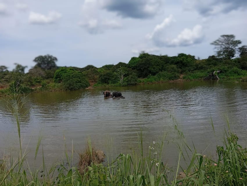 Minneriya National Park Safari - Entrance Fee Included - Photo Stops and Getting the Best Views Without Rules Trouble