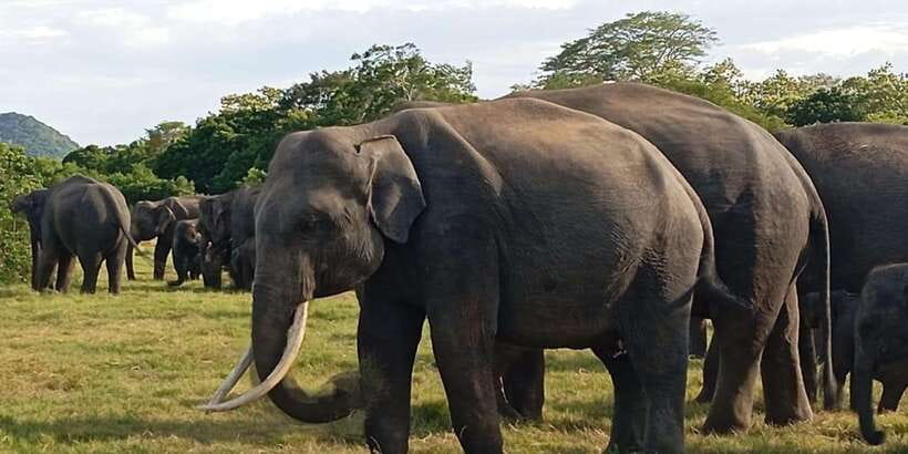 Minneriya National Park Safari - Entrance Fee Included - Price and Value: What $110 Buys You in the Real World