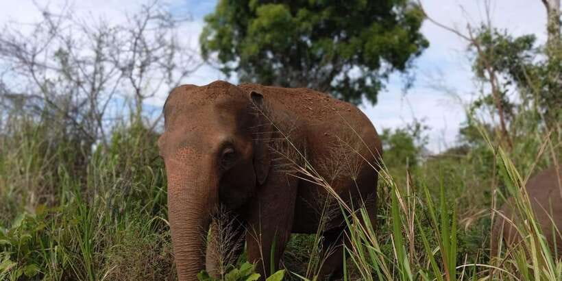 Minneriya National Park Safari - Entrance Fee Included - What to Bring, and the Simple Rules That Keep It Smooth